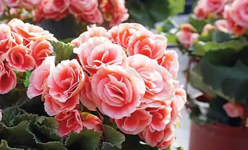 Begonias