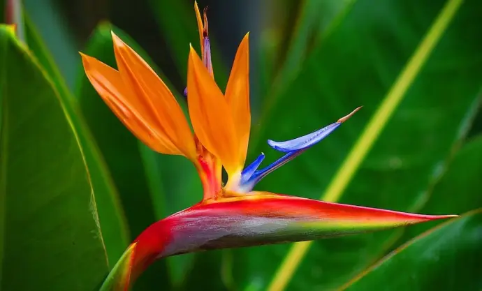 Flor de Ave de paraíso Flor de Ave de Paraíso