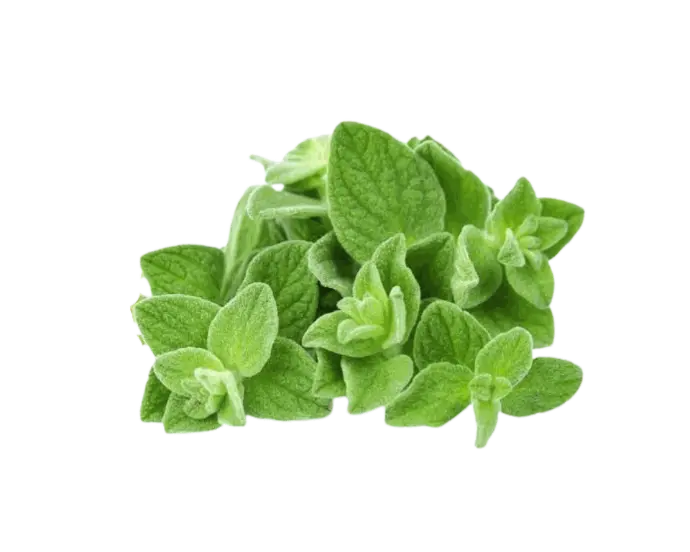 Orégano hoja chica