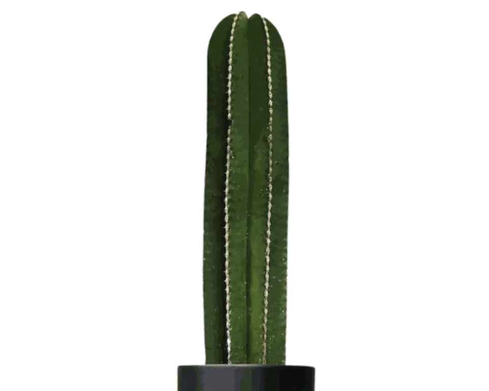 Cactus orégano