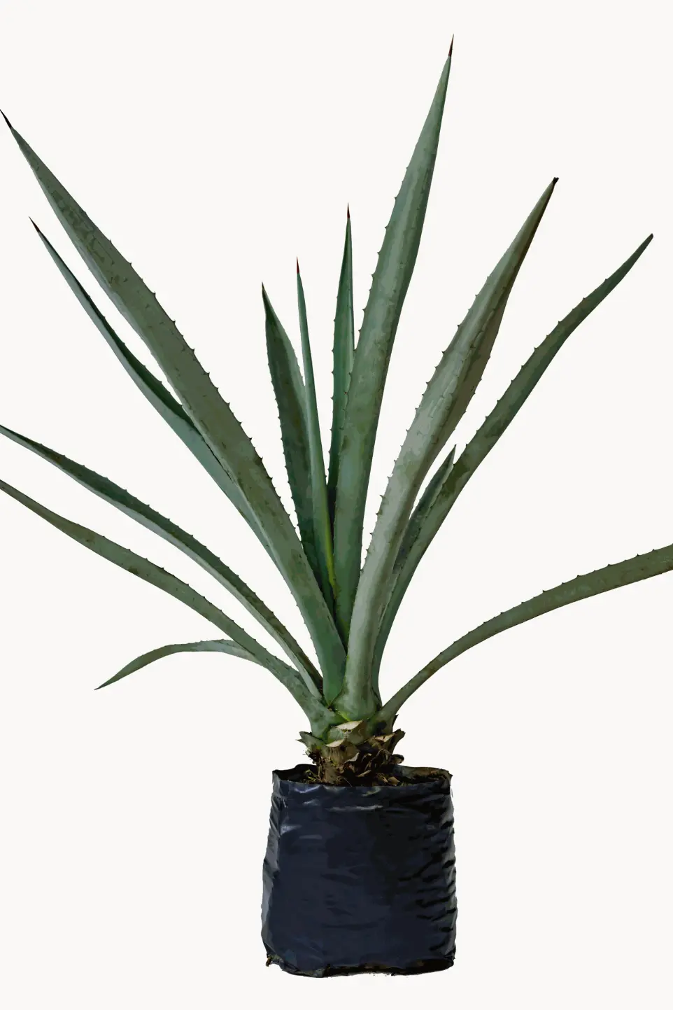 Agave azul