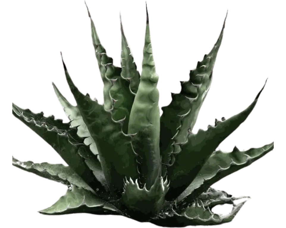 Maguey verde
