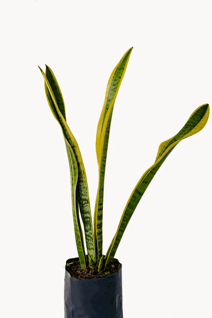 Sansevieria
