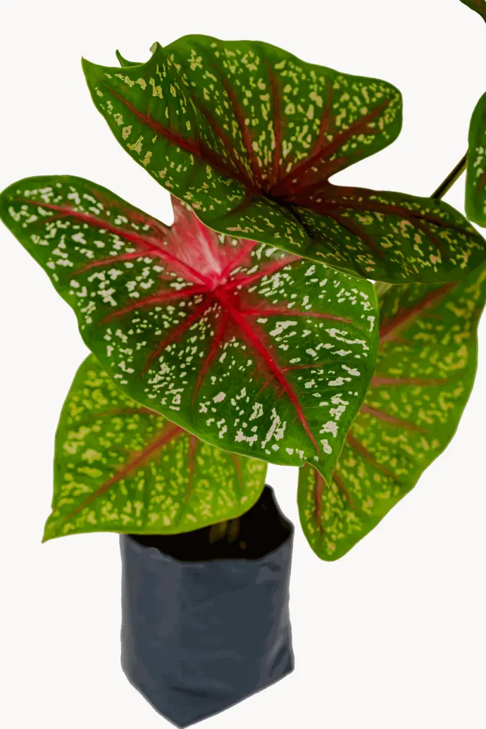 Caladium