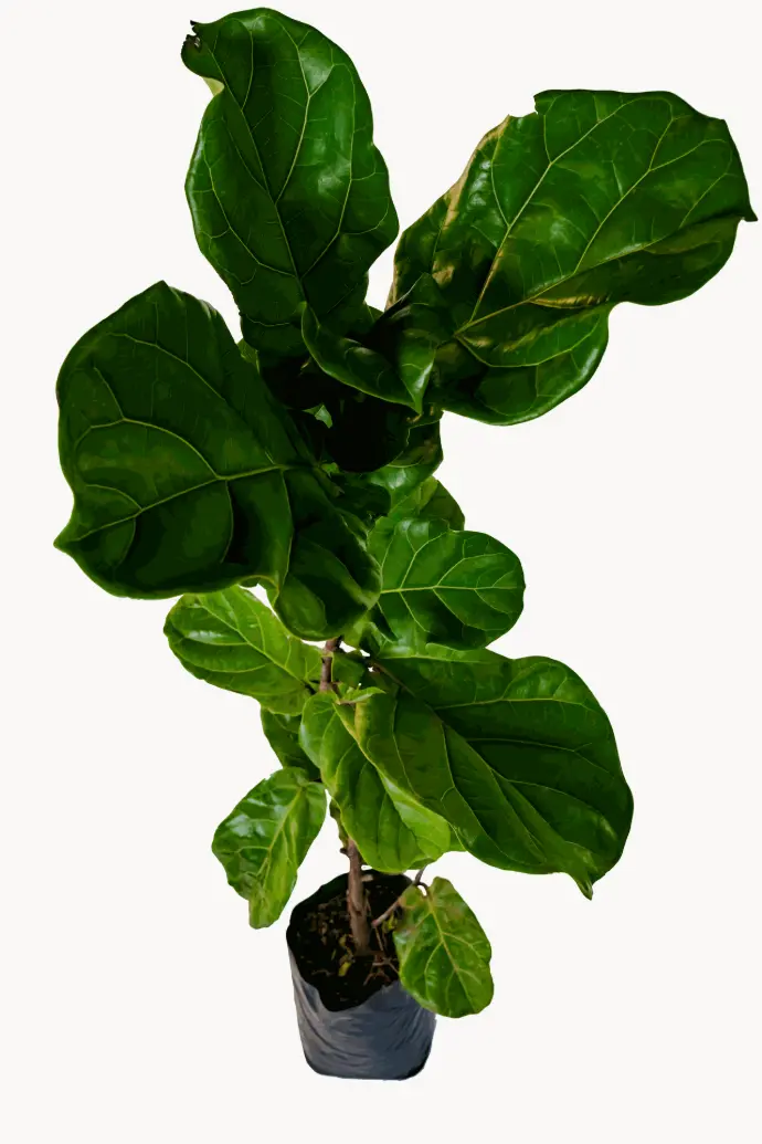 Ficus Pandurata